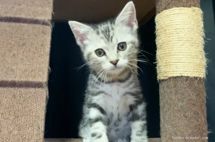 ID:1909-01117の子猫