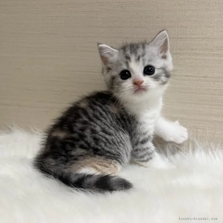 ID：2306-03030の子猫