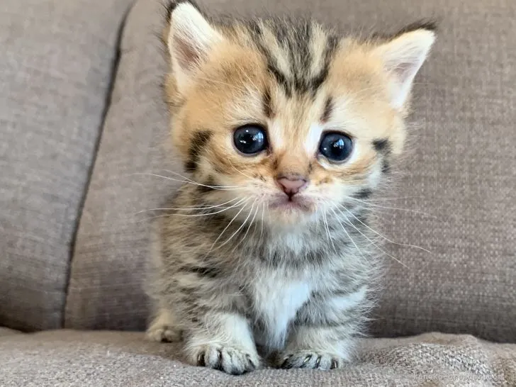 ID：2112-01480の子猫