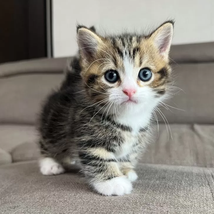 ID：2404-02427の子猫