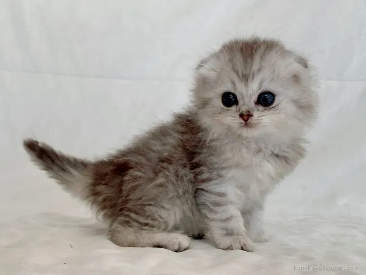 ID:2112-01783の子猫