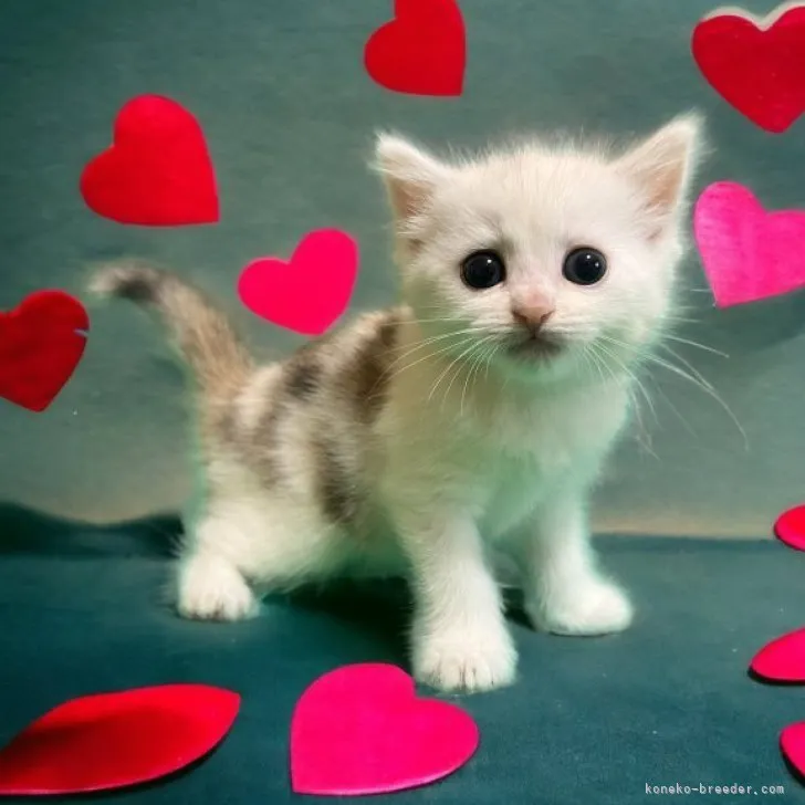 ID：2306-03029の子猫