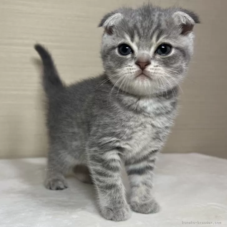 ID:2405-03368の子猫