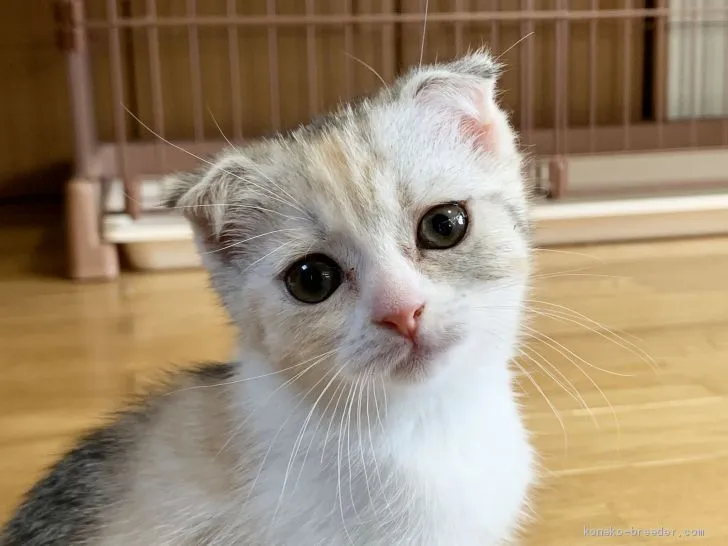 ID：2005-01245の子猫