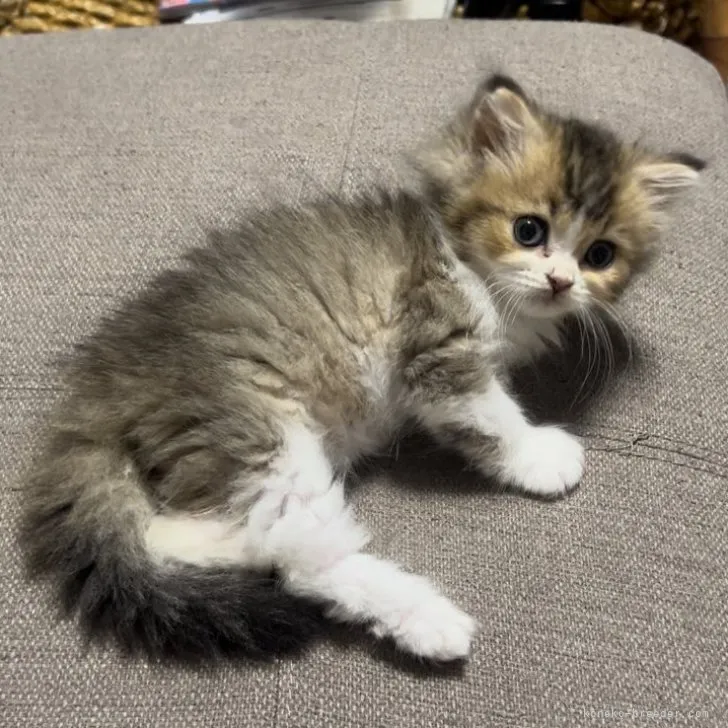 ID：2307-03505の子猫