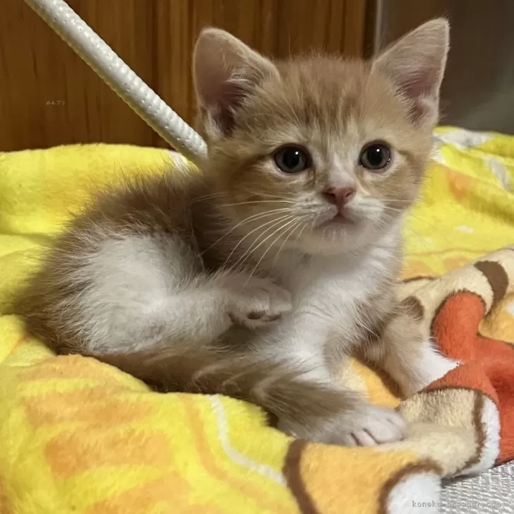 ID：2404-01800の子猫