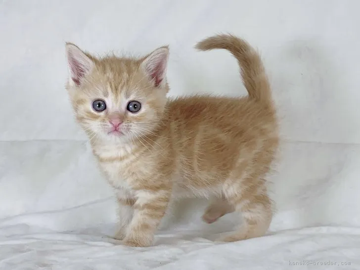 ID：2105-00671の子猫
