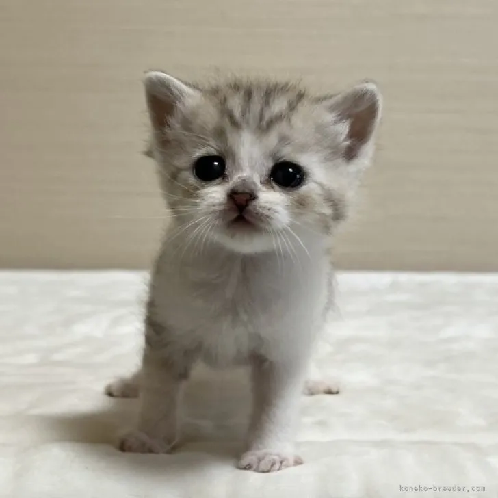ID:2304-03414の子猫