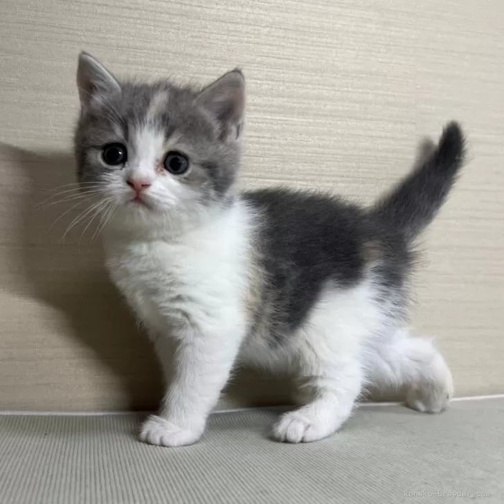 YS 様のお迎えした子猫