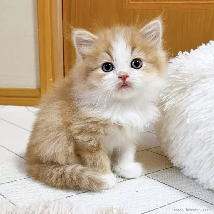 ID:2401-01493の子猫