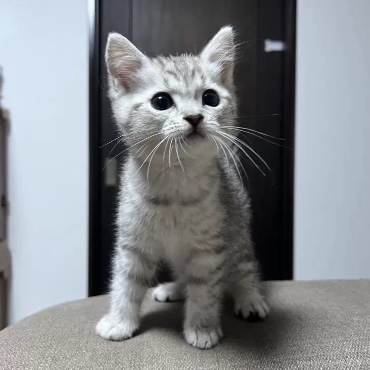 ID:2409-00728の子猫