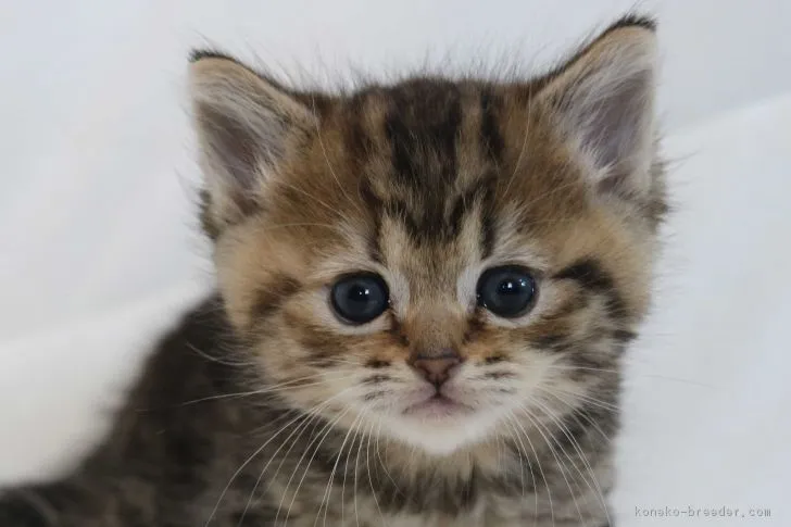 ID：1803-00525の子猫