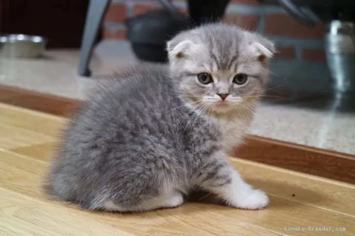 ぽんず 様のお迎えした子猫