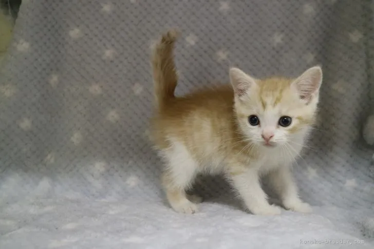 ID:1802-00479の子猫