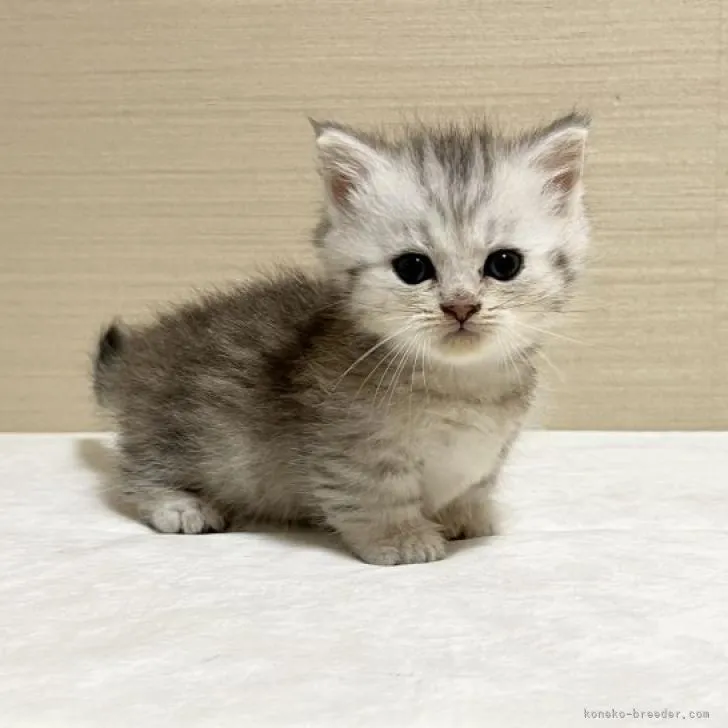 T.K 様のお迎えした子猫