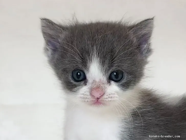 ID：1908-01200の子猫