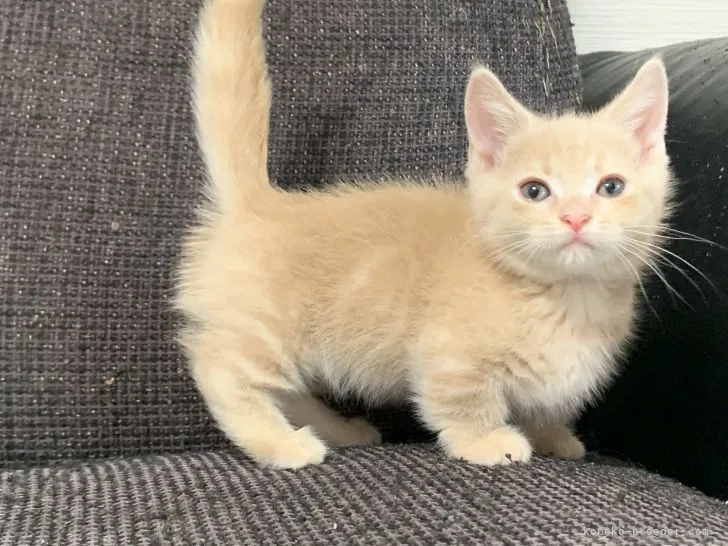 ID：2105-01364の子猫