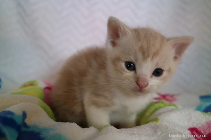 ID：1802-01003の子猫