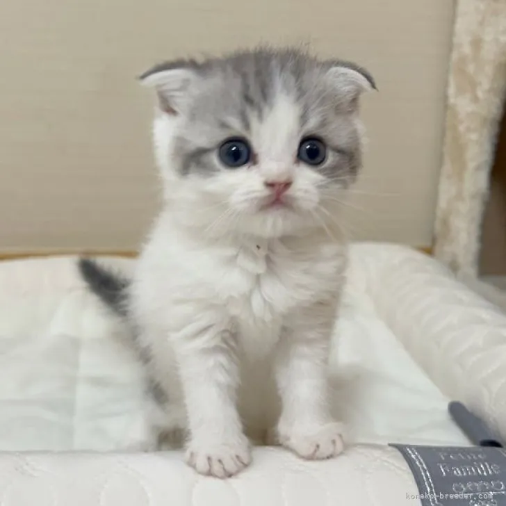 tepedero66 様のお迎えした子猫