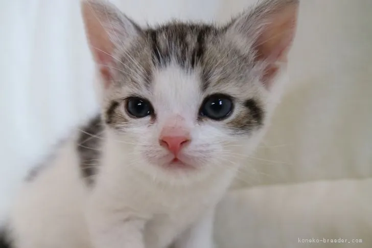 ID：1804-00272の子猫