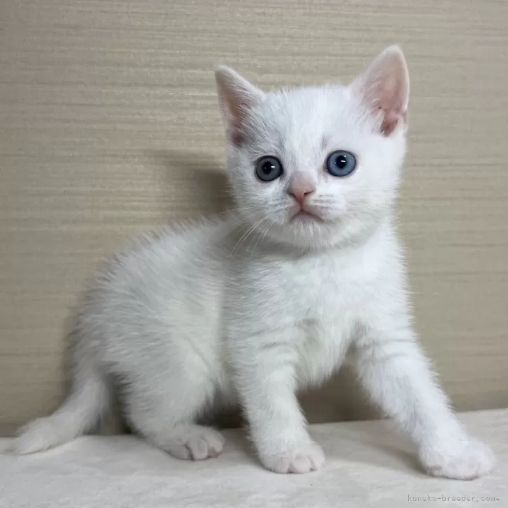 ID：2404-01883の子猫