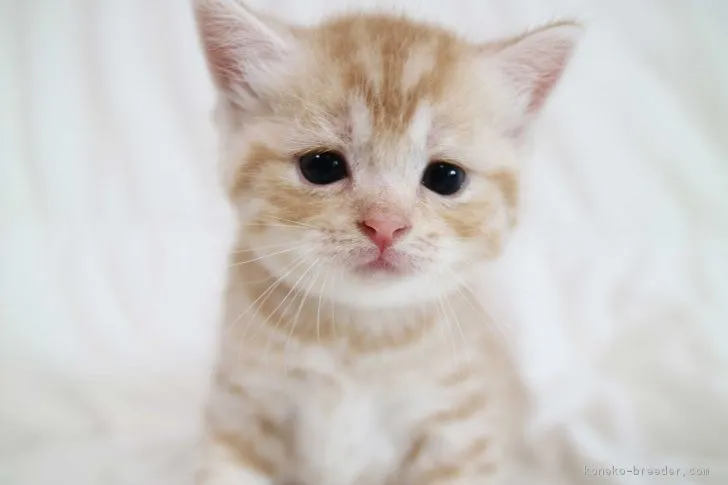 ID：1808-00672の子猫