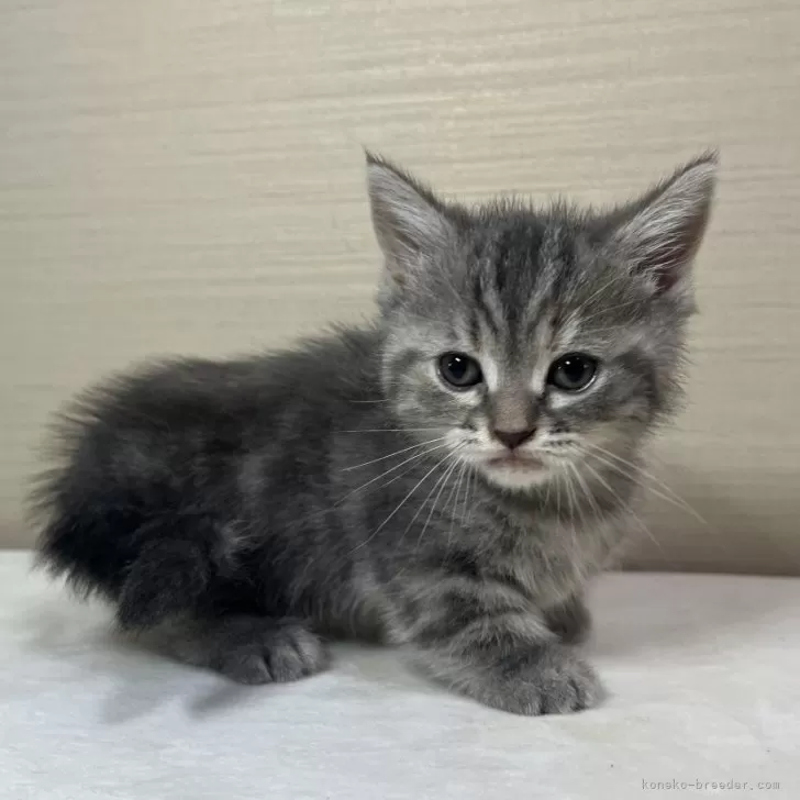 ID：2405-03380の子猫