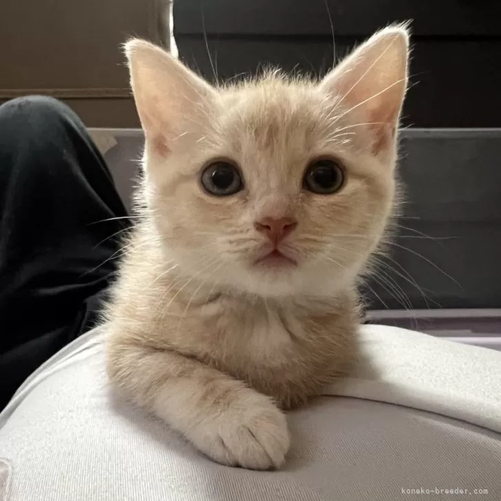 ID:2404-01808の子猫