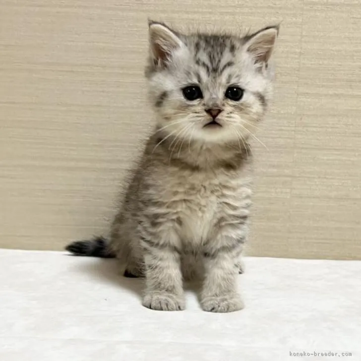 ID:2209-02724の子猫