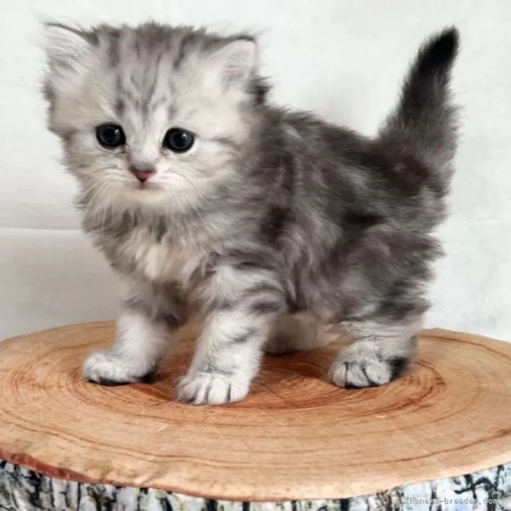 ID:2208-02361の子猫