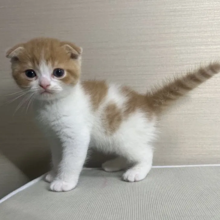 ID：2311-02408の子猫