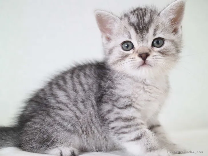 ID:1903-00659の子猫
