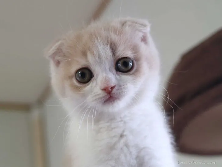 ID：1902-01110の子猫