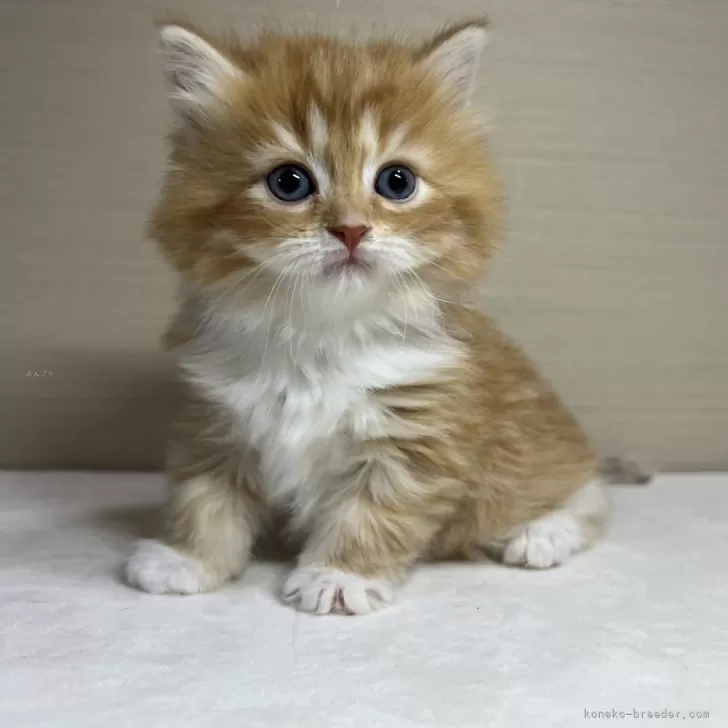 ID：2404-03151の子猫