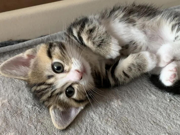 成澤 様のお迎えした子猫