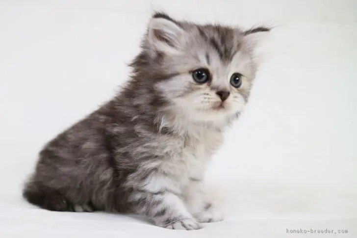 ID:1805-01732の子猫