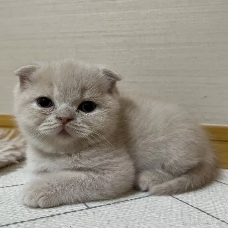 ID：2412-01113の子猫