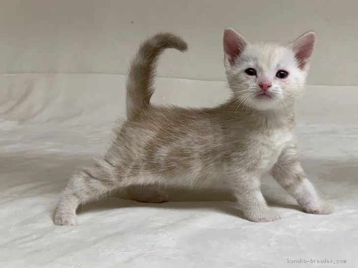 ID：2002-01444の子猫