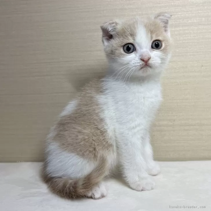 ID：2402-01116の子猫