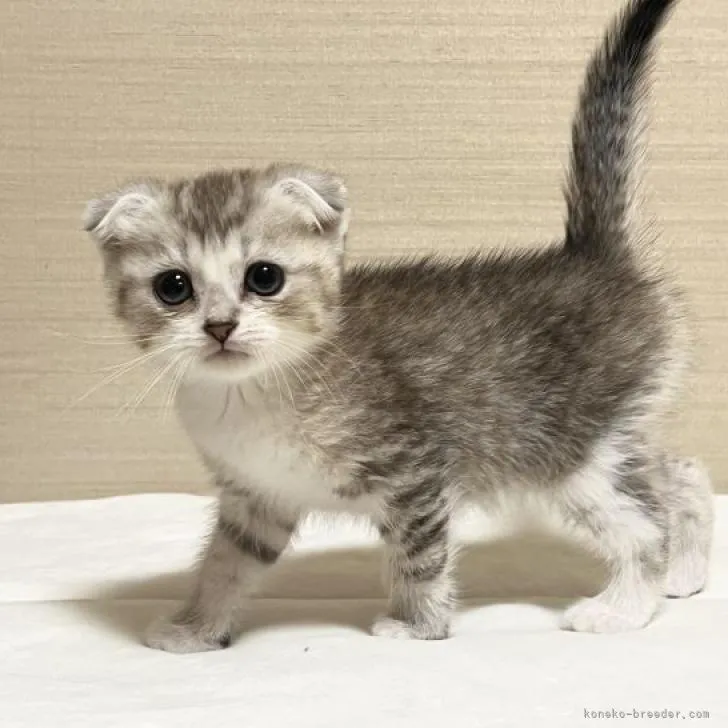 ID:2211-00149の子猫