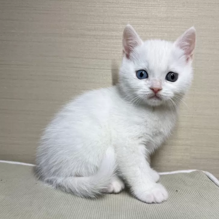 ID:2412-00117の子猫