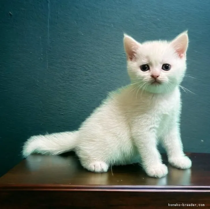 ID:2305-03318の子猫