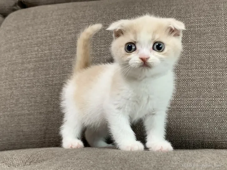 ID:2112-02296の子猫