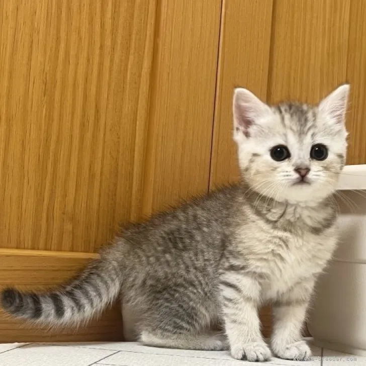 ID:2304-03415の子猫