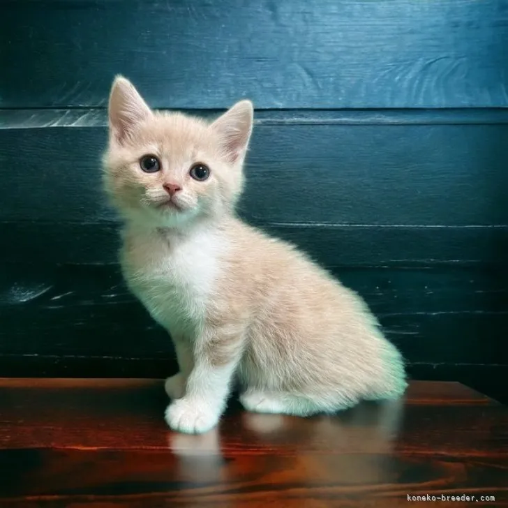 ID：2307-01272の子猫