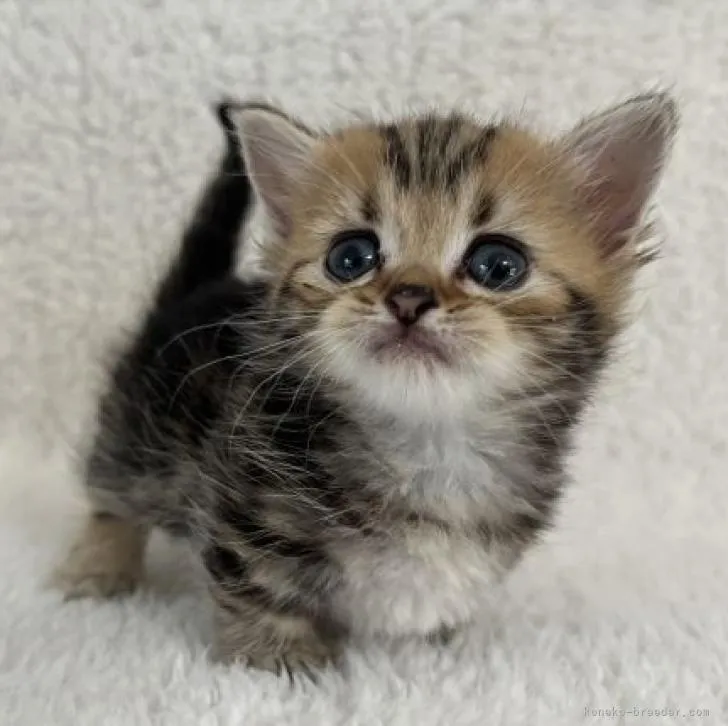 ID:2206-02052の子猫