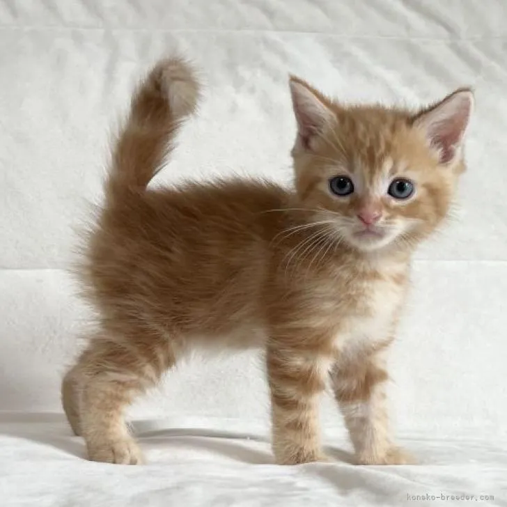 ID:2208-00659の子猫