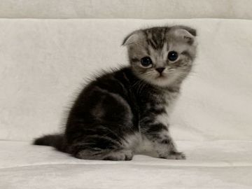 スコティッシュフォールド(折れ耳)【茨城県・男の子・2019年10月10日・シルバータビー】の写真「可愛いです。欠点ありです(写真更新11/24)」