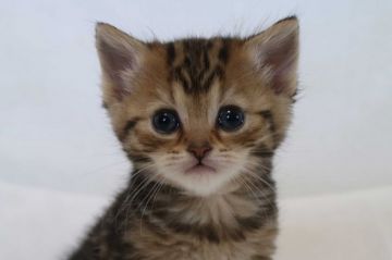 ミヌエット【茨城県・女の子・2018年2月3日・ブラウンタービー】の写真「かわいいですよ。3月25日までの期間限定募集!!」