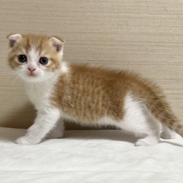 スコティッシュフォールド(折れ耳)【茨城県・男の子・2023年4月15日・レッドタビー&ホワイト】の写真「かわいいです」